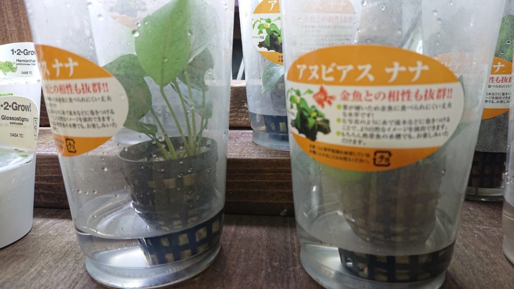 アヌビアス・ナナ