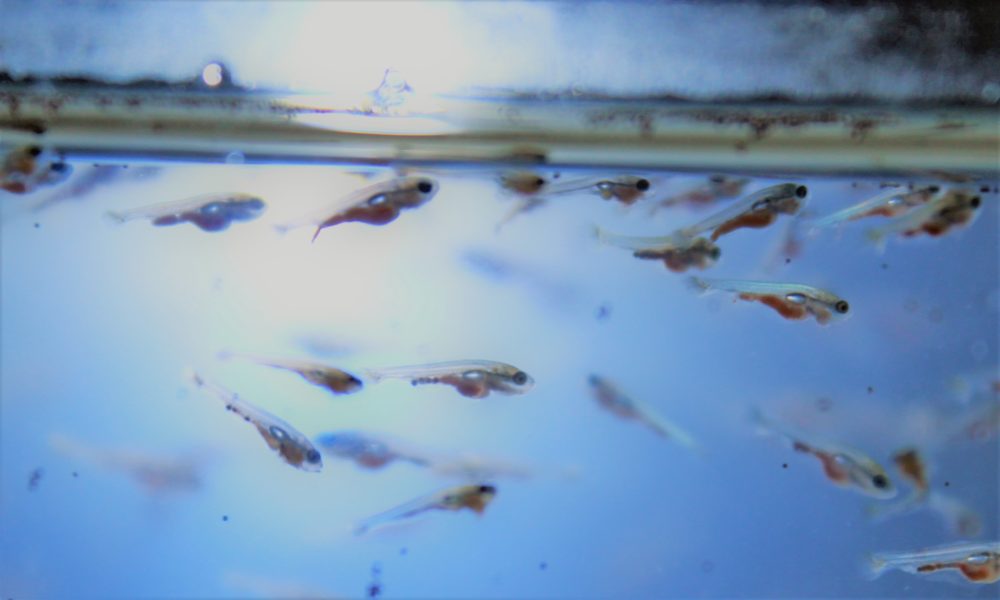金魚　稚魚