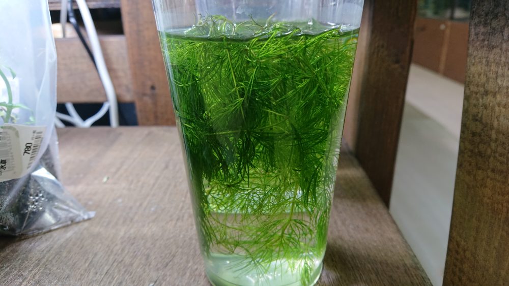 マツモ